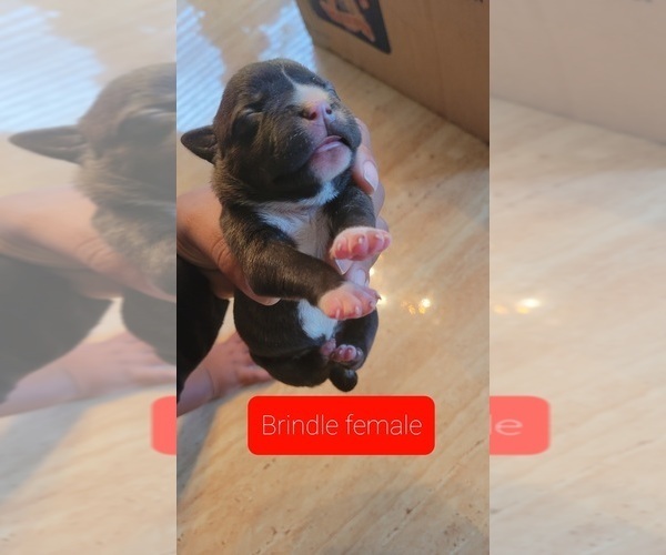 Medium Photo #20 Staffordshire Bull Terrier Puppy For Sale in HOUSTON, TX, USA