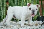 Small Photo #1 English Bulldog Puppy For Sale in CUTLER BAY, FL, USA