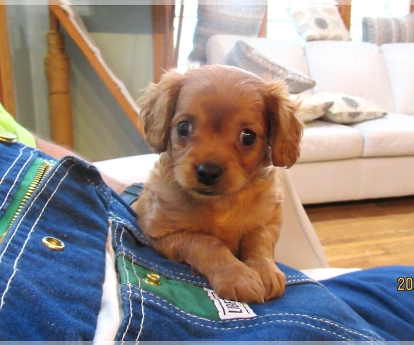 Medium Photo #8 Cavapoo Puppy For Sale in FINDLAY, OH, USA