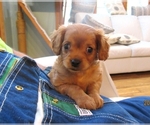 Small Photo #8 Cavapoo Puppy For Sale in FINDLAY, OH, USA