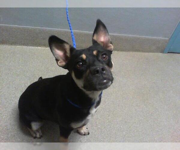 Medium Photo #1 Bulldog-Unknown Mix Puppy For Sale in Las Vegas, NV, USA