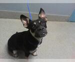 Small Bulldog Mix