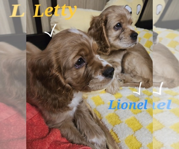 Medium Photo #3 Cocker Spaniel Puppy For Sale in HOLYOKE, MA, USA