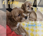 Small #2 Cocker Spaniel