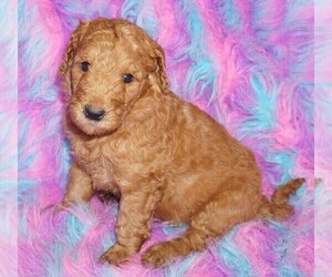 Labradoodle Puppy for sale in LA HABRA, CA, USA