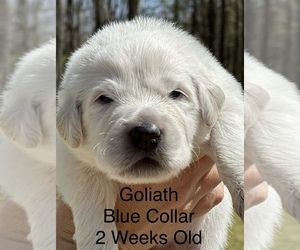 Great Pyrenees Puppy for sale in PEACHTREE CITY, GA, USA