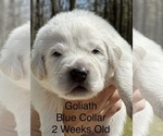 Small Great Pyrenees