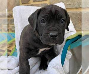 Cane Corso-Spanish Mastiff Mix Puppy for sale in GAP, PA, USA