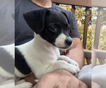 Small #1 Chihuahua Mix