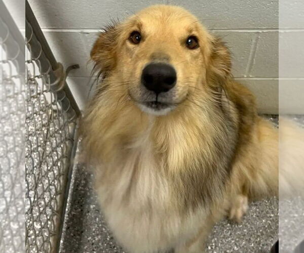 Medium Photo #3 Collie Puppy For Sale in Dublin, OH, USA