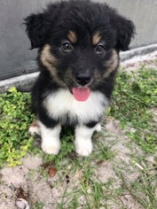 Australian Shepherd Puppy for sale in SAINT CLOUD, FL, USA