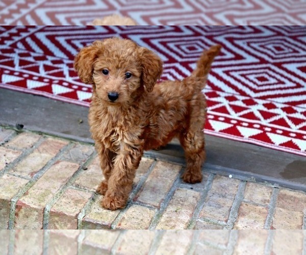 Medium Photo #1 Labradoodle Puppy For Sale in ADOLPHUS, KY, USA