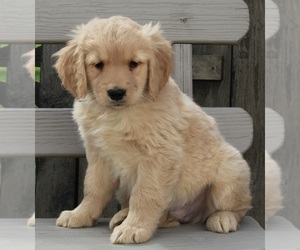 Golden Retriever Puppy for Sale in FREDERICKSBURG, Ohio USA