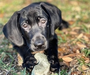 Medium German Shepherd Dog-Weimaraner Mix