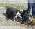 Small Photo #13 Border Sheepdog Puppy For Sale in NATHALIE, VA, USA