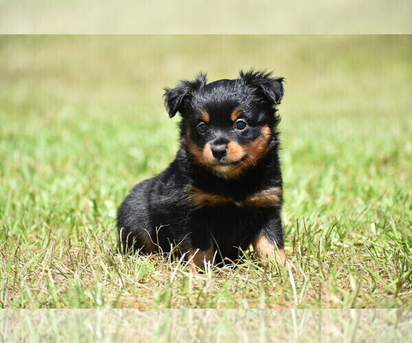 Medium Photo #1 Miniature American Shepherd Puppy For Sale in PALM COAST, FL, USA