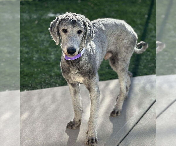 Medium Photo #2 Poodle (Standard) Puppy For Sale in Lakewood, CO, USA