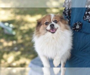 Mother of the Pomeranian puppies born on 08/08/2025