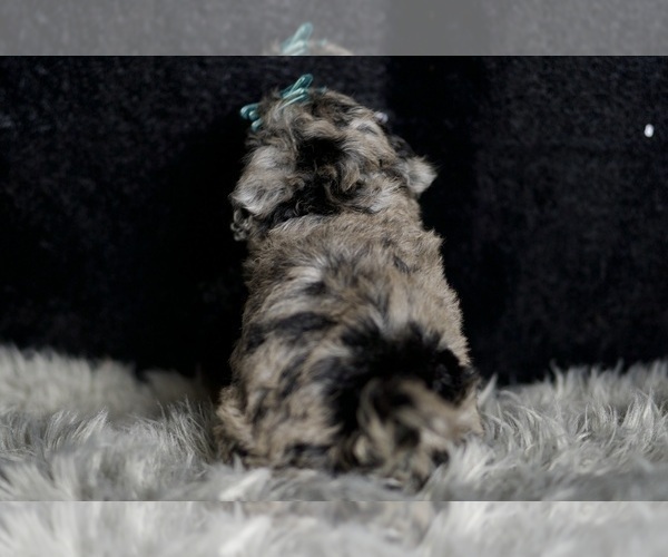 Medium Photo #43 Maltipoo Puppy For Sale in WARSAW, IN, USA