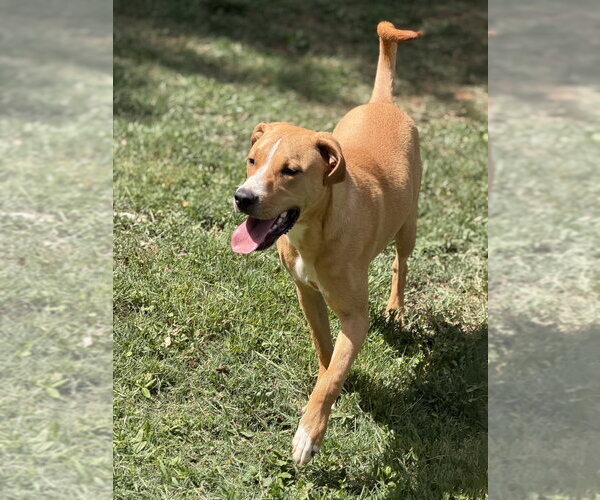 Medium Photo #5 Mutt Puppy For Sale in Mooresville, NC, USA