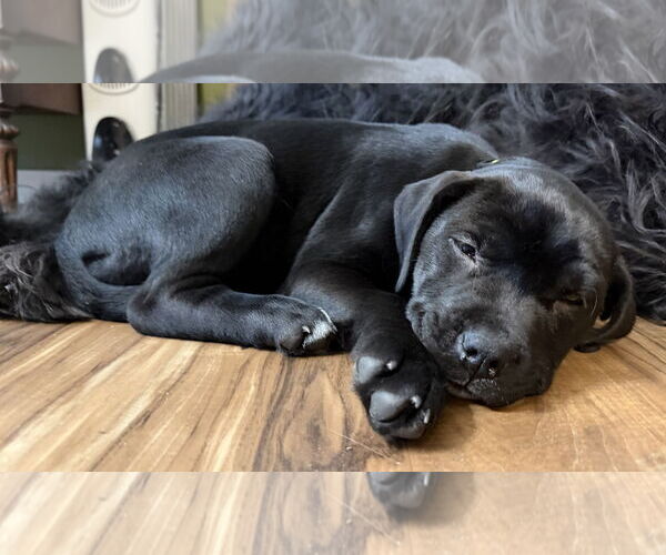 Medium Photo #4 German Shepherd Dog-Weimaraner Mix Puppy For Sale in Princeton, MN, USA