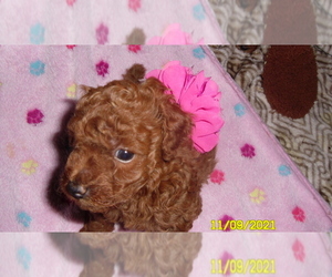 Poodle (Toy) Puppy for sale in DULUTH, GA, USA