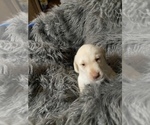 Small Photo #4 Labrador Retriever Puppy For Sale in STOKESDALE, NC, USA