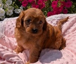 Small Photo #36 Cavapoo Puppy For Sale in GOSHEN, IN, USA