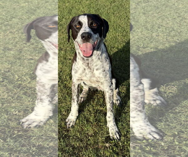 Medium Photo #2 Labradinger Puppy For Sale in Dallas, TX, USA