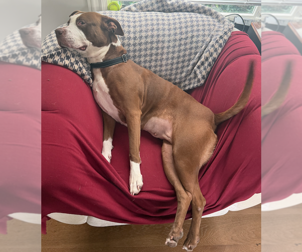 Medium Photo #2 American Staffordshire Terrier-Unknown Mix Puppy For Sale in Decatur, GA, USA