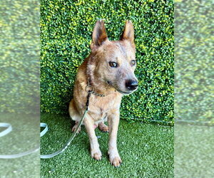 Mutt Dogs for adoption in Naples, FL, USA