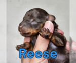 Puppy Reese Poodle (Miniature)
