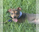 Small #4 Labrador Retriever Mix