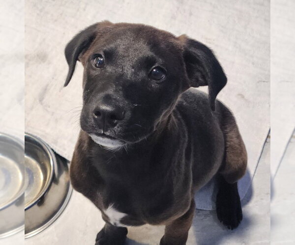 Medium Photo #1 Labrador Retriever Puppy For Sale in Walnutport, PA, USA