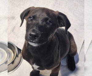 Labrador Retriever Dogs for adoption in Walnutport, PA, USA