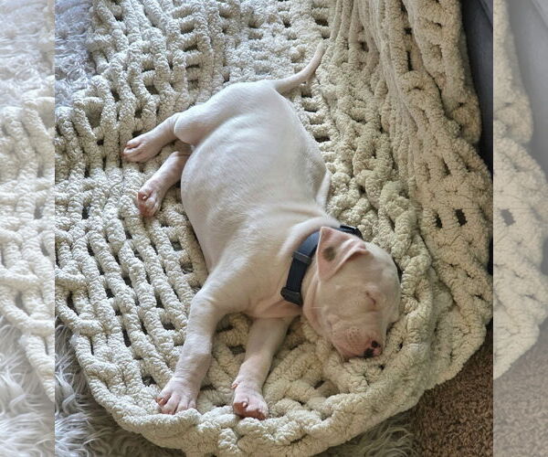 Medium Photo #14 Mutt Puppy For Sale in Holly Springs, NC, USA