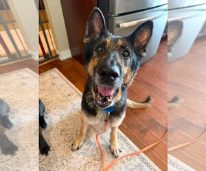 German Shepherd Dog-Unknown Mix Dogs for adoption in New London, WI, USA