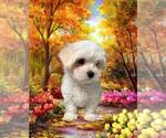 Small Photo #6 Maltese Puppy For Sale in FORT WORTH, TX, USA