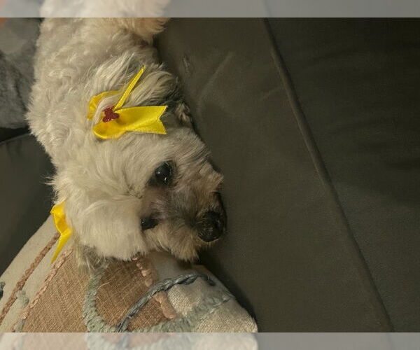 Medium Photo #3 Miniature Schnauzer-Poodle (Miniature) Mix Puppy For Sale in San Diego, CA, USA