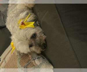 Chiquita - Female Miniature Schnauzer-Poodle (Miniature) Mix Dog for Adoption - Photo #3