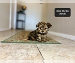 Small #1 Morkie
