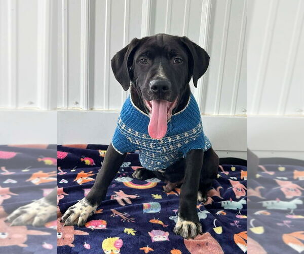 Medium Photo #2 Mutt Puppy For Sale in Osgood, IN, USA