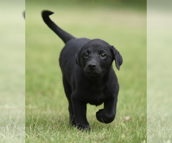 Medium Photo #1 Borador Puppy For Sale in Mechanicsburg, PA, USA