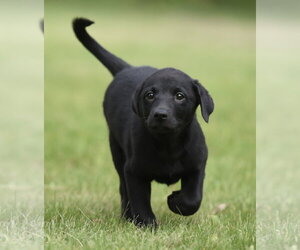 Borador Dogs for adoption in Mechanicsburg, PA, USA