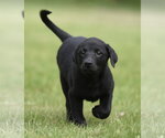 Small Borador