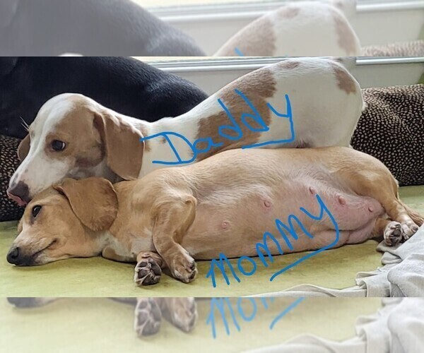 Medium Photo #5 Dachshund Puppy For Sale in SALISBURY, NC, USA