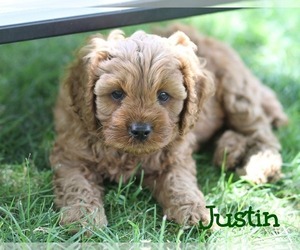 Cavapoo Puppy for sale in AKRON, NY, USA