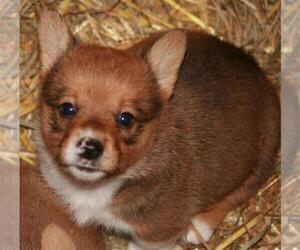 Pembroke Welsh Corgi Puppy for sale in WOODMAN, WI, USA