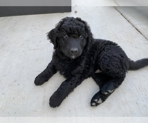 Bernedoodle-Golden Mountain Dog Mix Puppy for sale in BERTHOUD, CO, USA