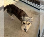Small #2 Huskies -Poodle (Standard) Mix